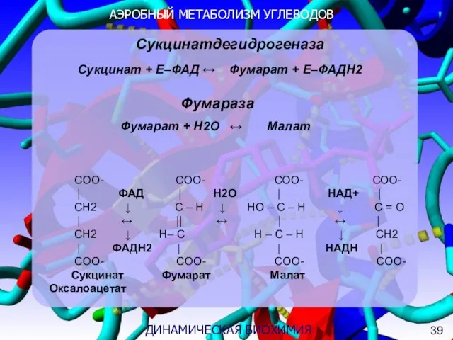 АЭРОБНЫЙ МЕТАБОЛИЗМ УГЛЕВОДОВ 3 ДИНАМИЧЕСКАЯ БИОХИМИЯ Сукцинатдегидрогеназа Сукцинат + Е–ФАД ↔