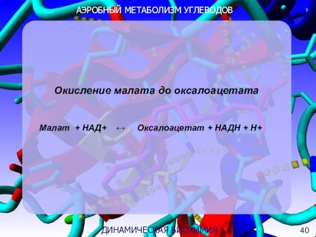 АЭРОБНЫЙ МЕТАБОЛИЗМ УГЛЕВОДОВ 3 ДИНАМИЧЕСКАЯ БИОХИМИЯ Окисление малата до оксалоацетата Малат