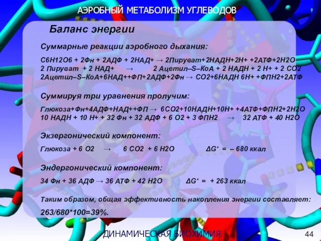 АЭРОБНЫЙ МЕТАБОЛИЗМ УГЛЕВОДОВ 3 ДИНАМИЧЕСКАЯ БИОХИМИЯ Баланс энергии Суммарные реакции аэробного