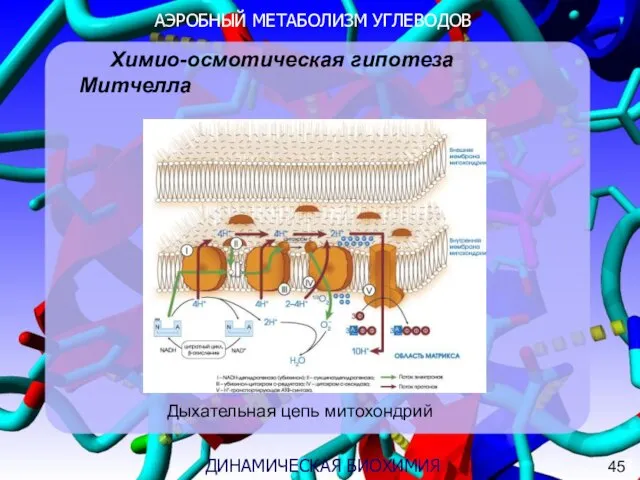 АЭРОБНЫЙ МЕТАБОЛИЗМ УГЛЕВОДОВ 3 ДИНАМИЧЕСКАЯ БИОХИМИЯ Химио-осмотическая гипотеза Митчелла Дыхательная цепь митохондрий 45