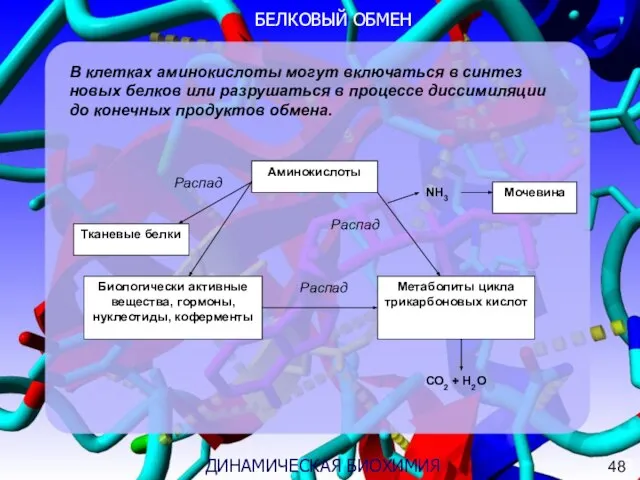 3 ДИНАМИЧЕСКАЯ БИОХИМИЯ В клетках аминокислоты могут включаться в синтез новых