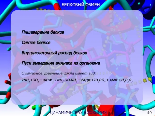 3 ДИНАМИЧЕСКАЯ БИОХИМИЯ БЕЛКОВЫЙ ОБМЕН Пищеварение белков Синтез белков Внутриклеточный распад