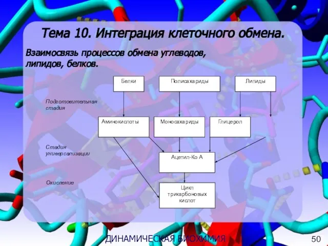 3 ДИНАМИЧЕСКАЯ БИОХИМИЯ Тема 10. Интеграция клеточного обмена. Взаимосвязь процессов обмена углеводов, липидов, белков. 50