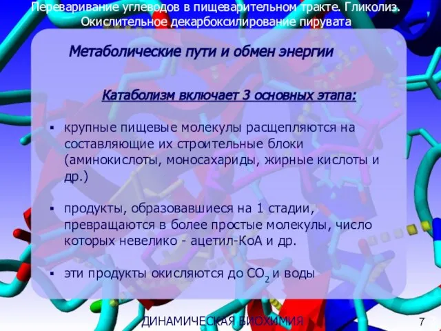 Переваривание углеводов в пищеварительном тракте. Гликолиз. Окислительное декарбоксилирование пирувата Катаболизм включает