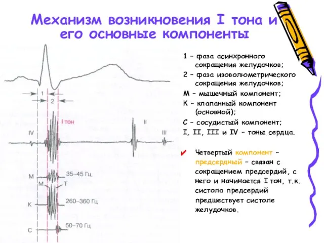 Механизм возникновения I тона и его основные компоненты 1 – фаза