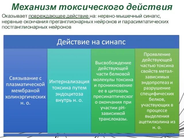 Механизм токсического действия Оказывает повреждающее действие на: нервно-мышечный синапс, нервные окончания