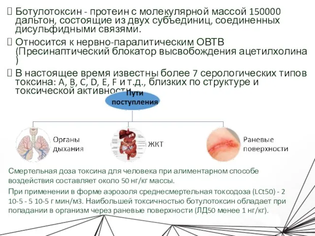 Ботулотоксин - протеин с молекулярной массой 150000 дальтон, состоящие из двух