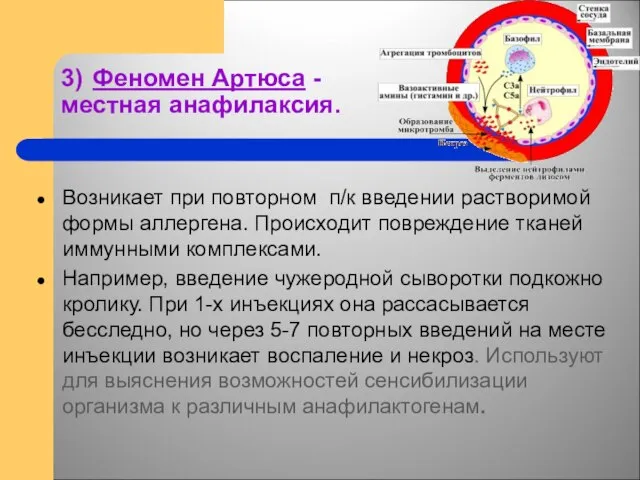 3) Феномен Артюса - местная анафилаксия. Возникает при повторном п/к введении