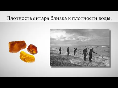 Плотность янтаря близка к плотности воды.