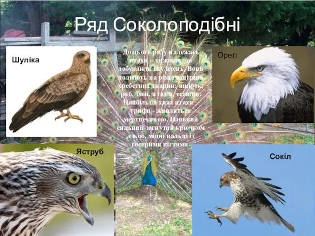 Ряд Соколоподібні До цього ряду належать птахи – хижаки, що добувають