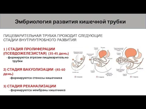 Эмбриология развития кишечной трубки ПИЩЕВАРИТЕЛЬНАЯ ТРУБКА ПРОХОДИТ СЛЕДУЮЩИЕ СТАДИИ ВНУТРИУТРОБНОГО РАЗВИТИЯ