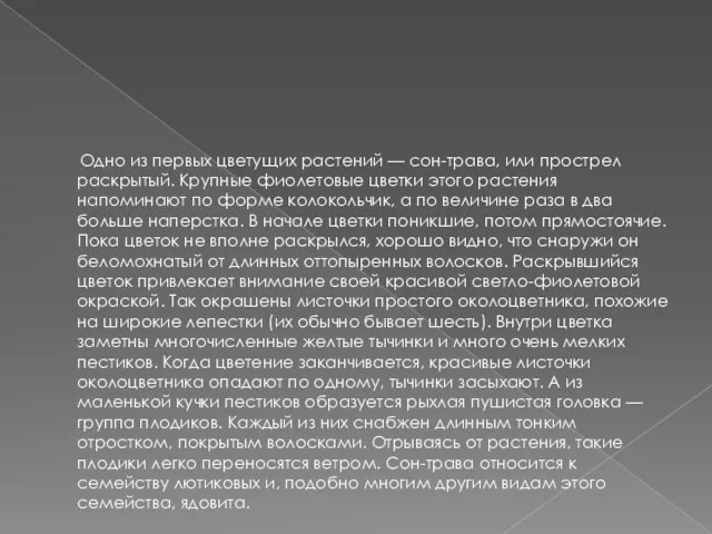 Одно из первых цветущих растений — сон-трава, или прострел раскрытый. Крупные