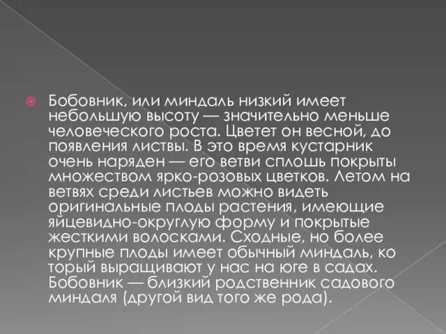 Бобовник, или миндаль низкий имеет небольшую высоту — значительно меньше человеческого