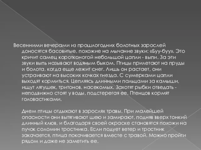 Весенними вечерами из прошлогодних болотных зарослей доносятся басовитые, похожие на мычание