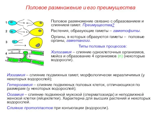 Половое размножение и его преимущества Половое размножение связано с образованием и