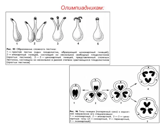 Олимпиадникам: