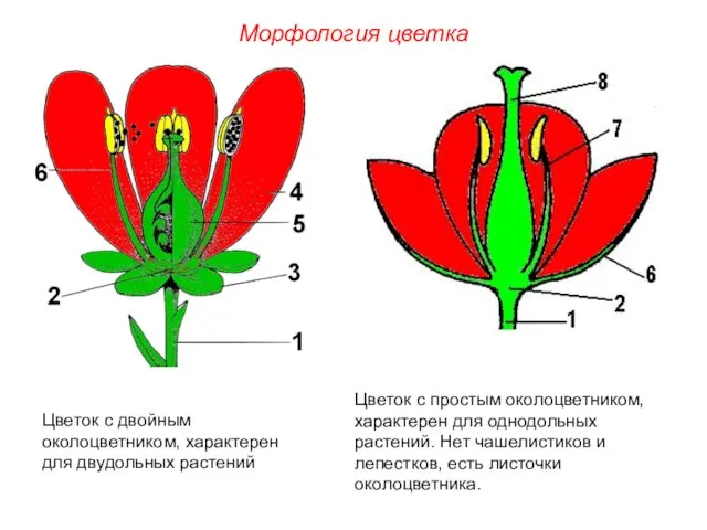 Цветок с двойным околоцветником, характерен для двудольных растений Цветок с простым