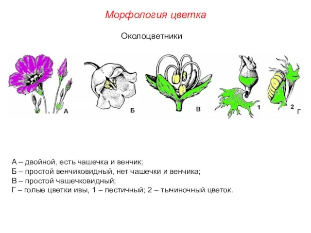 А – двойной, есть чашечка и венчик; Б – простой венчиковидный,