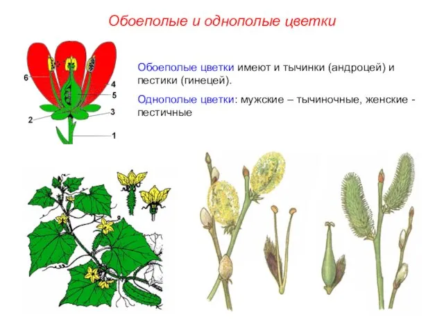 Обоеполые цветки имеют и тычинки (андроцей) и пестики (гинецей). Однополые цветки: