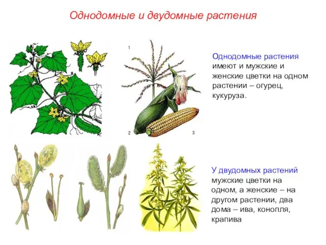 Однодомные растения имеют и мужские и женские цветки на одном растении