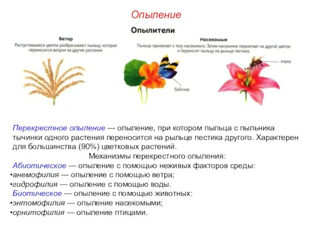 Перекрестное опыление — опыление, при котором пыльца с пыльника тычинки одного