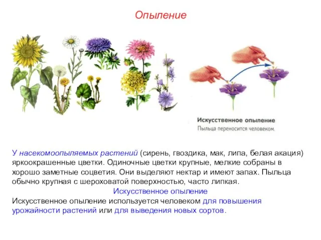 Опыление У насекомоопыляемых растений (сирень, гвоздика, мак, липа, белая акация) яркоокрашенные