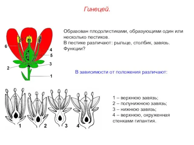 Образован плодолистиками, образующими один или несколько пестиков. В пестике различают: рыльце,