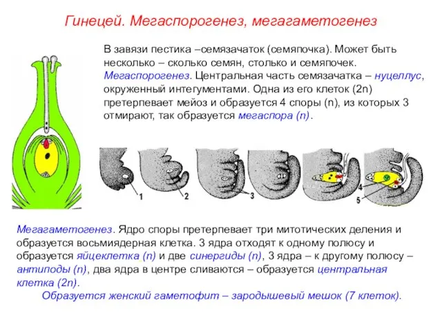 В завязи пестика –семязачаток (семяпочка). Может быть несколько – сколько семян,