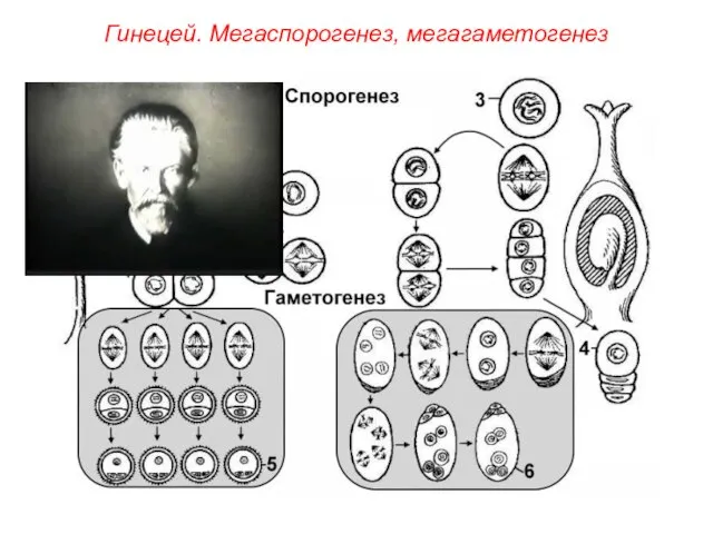 Гинецей. Мегаспорогенез, мегагаметогенез