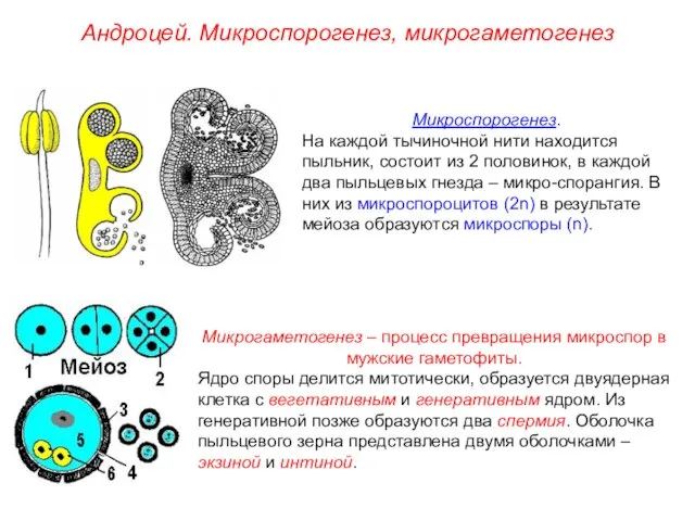 Микрогаметогенез – процесс превращения микроспор в мужские гаметофиты. Ядро споры делится