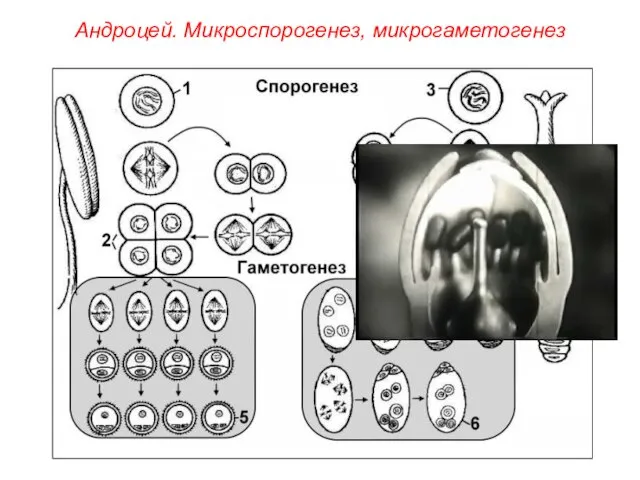 Андроцей. Микроспорогенез, микрогаметогенез