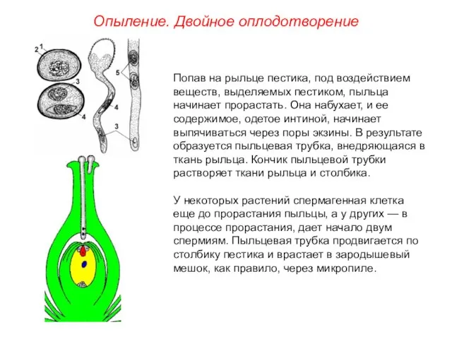 Попав на рыльце пестика, под воздействием веществ, выделяемых пестиком, пыльца начинает