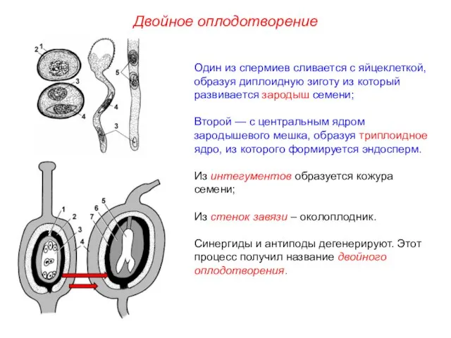 Один из спермиев сливается с яйцеклеткой, образуя диплоидную зиготу из который