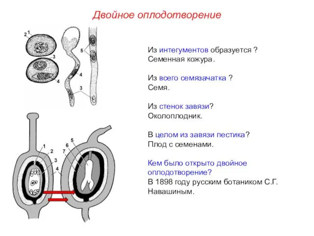 Из интегументов образуется ? Семенная кожура. Из всего семязачатка ? Семя.