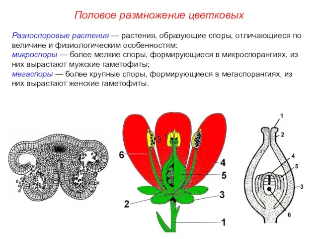 Разноспоровые растения — растения, образующие споры, отличающиеся по величине и физиологическим