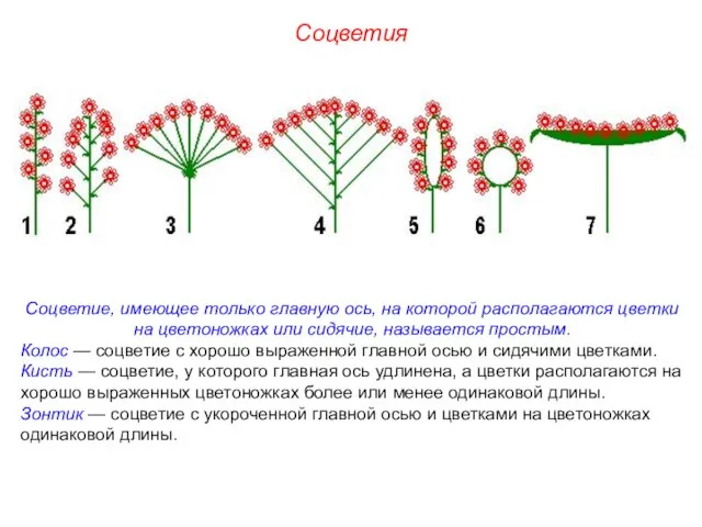 Соцветие, имеющее только главную ось, на которой располагаются цветки на цветоножках