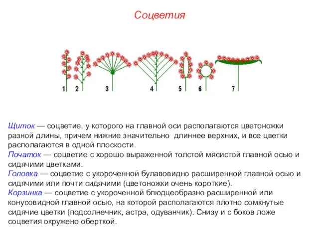 Щиток — соцветие, у которого на главной оси располагаются цветоножки разной