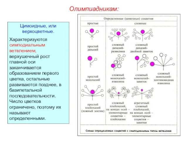 Олимпиадникам: Цимоидные, или верхоцветные. Характеризуются симподиальным ветвлением, верхушечный рост главной оси