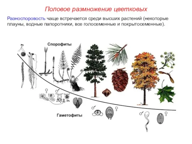 Разноспоровость чаще встречается среди высших растений (некоторые плауны, водные папоротники, все