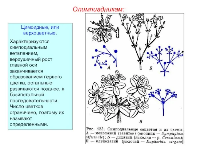 Олимпиадникам: Цимоидные, или верхоцветные. Характеризуются симподиальным ветвлением, верхушечный рост главной оси