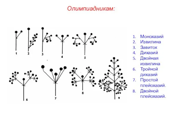 Олимпиадникам: Монохазий Извилина Завиток Дихазий Двойная извилина Тройной дихазий Простой плейохазий. Двойной плейохазий.