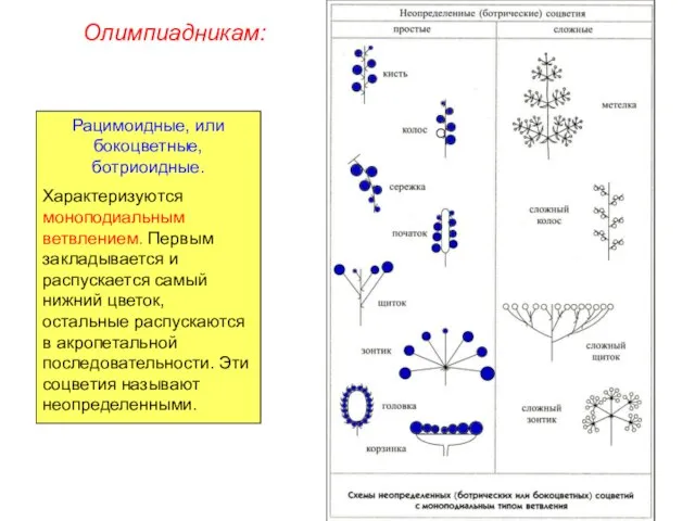 Рацимоидные, или бокоцветные, ботриоидные. Характеризуются моноподиальным ветвлением. Первым закладывается и распускается