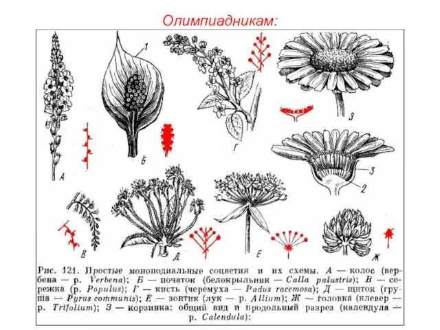 Олимпиадникам: