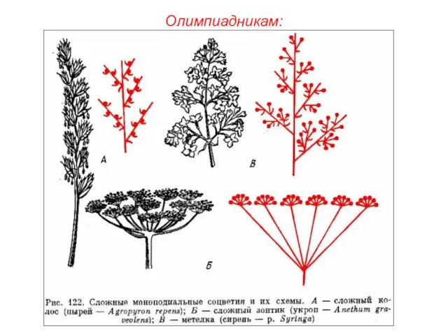 Олимпиадникам: