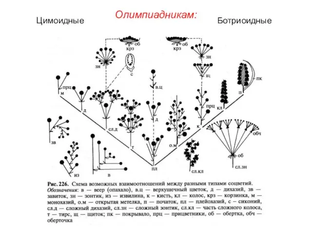 Олимпиадникам: Цимоидные Ботриоидные