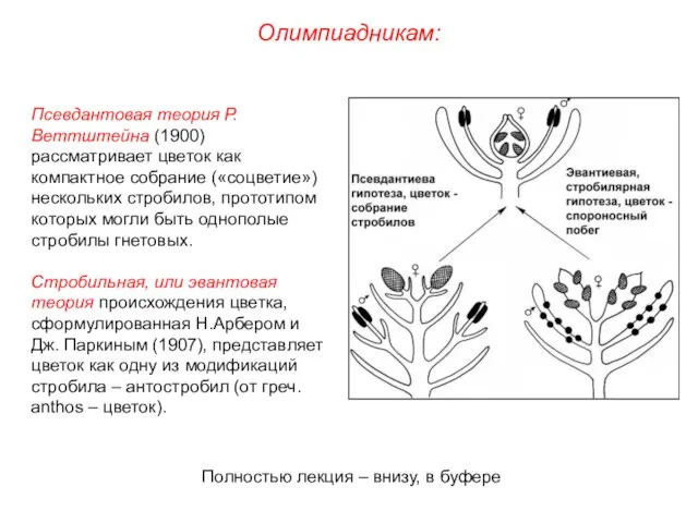 Олимпиадникам: Полностью лекция – внизу, в буфере Псевдантовая теория Р.Веттштейна (1900)