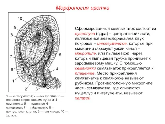 Морфология цветка Сформированный семязачаток состоит из нуцеллуса (ядра) – центральной части,