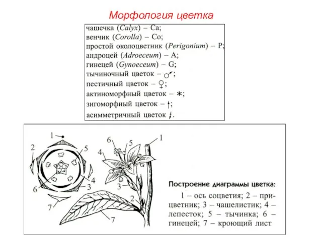 Морфология цветка