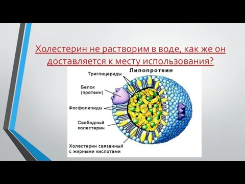 Холестерин не растворим в воде, как же он доставляется к месту использования?