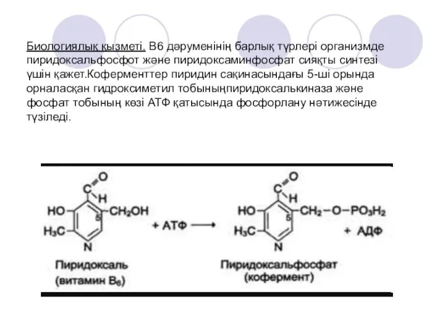 Биологиялық қызметі. В6 дәруменінің барлық түрлері организмде пиридоксальфосфот және пиридоксаминфосфат сияқты